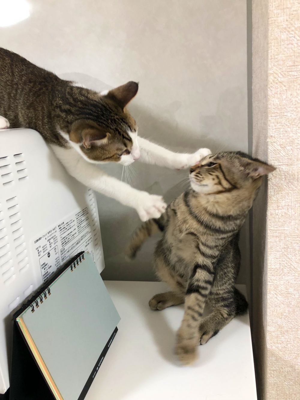 米克斯虎斑貓打臉