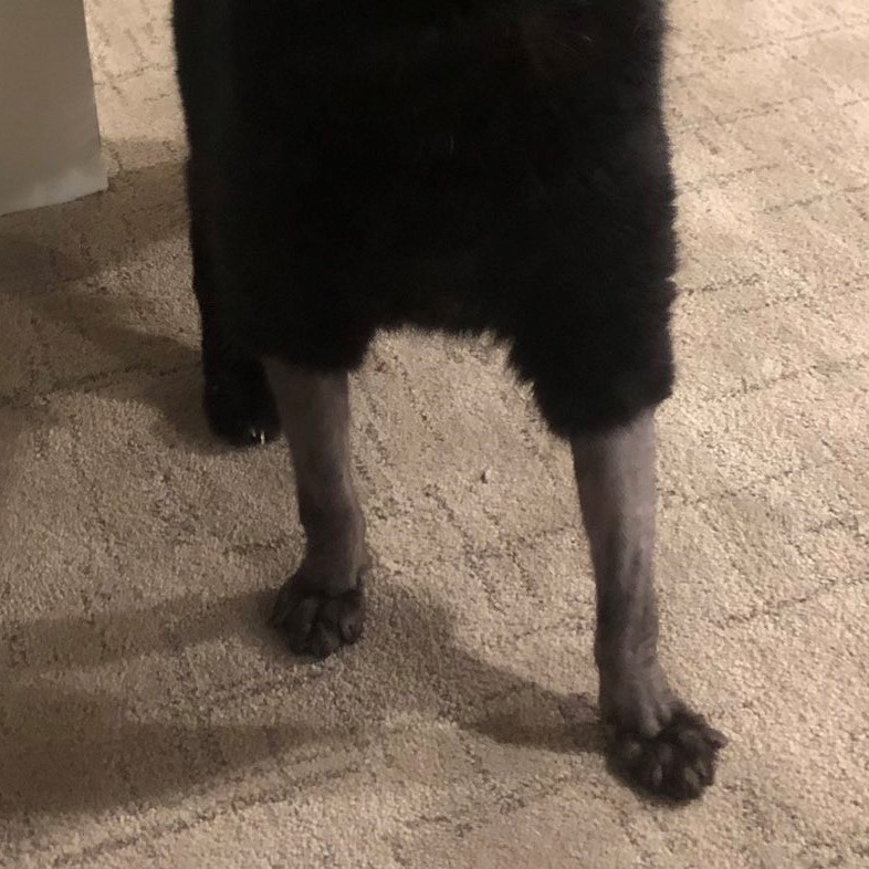 米克斯黑貓手術剃腳毛