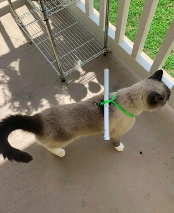 陽台安全防護,貓咪居家防護