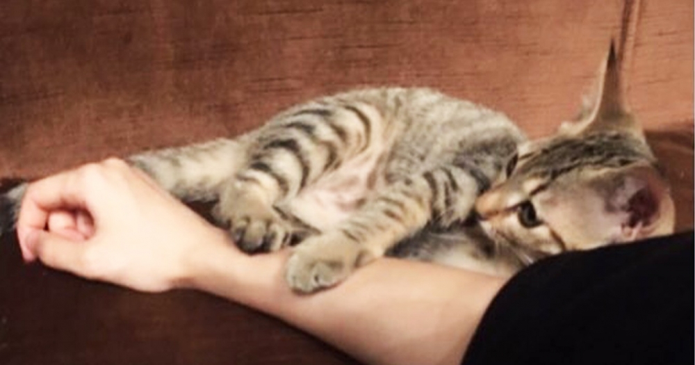 新冠疫苗副作用產生吸貓磁力