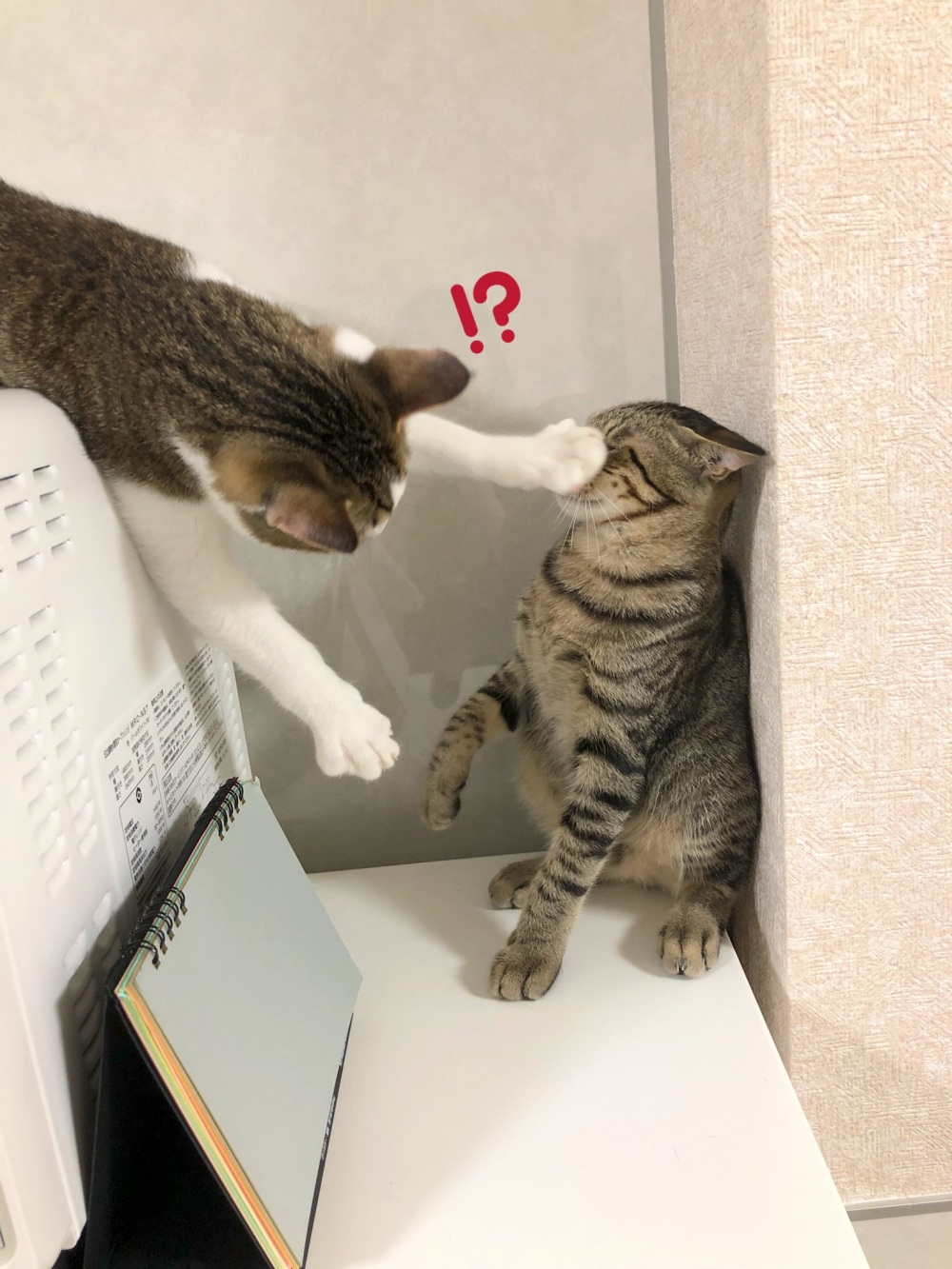 虎斑貓打貓咪的臉