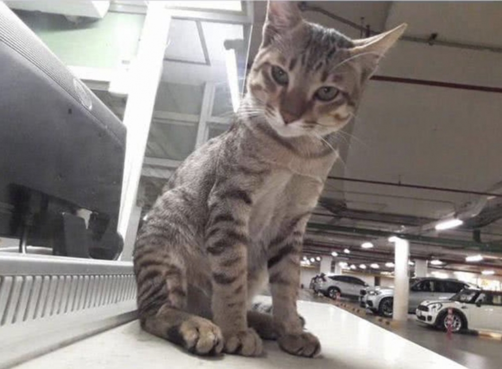 停車場浪貓,虎斑貓,浪貓