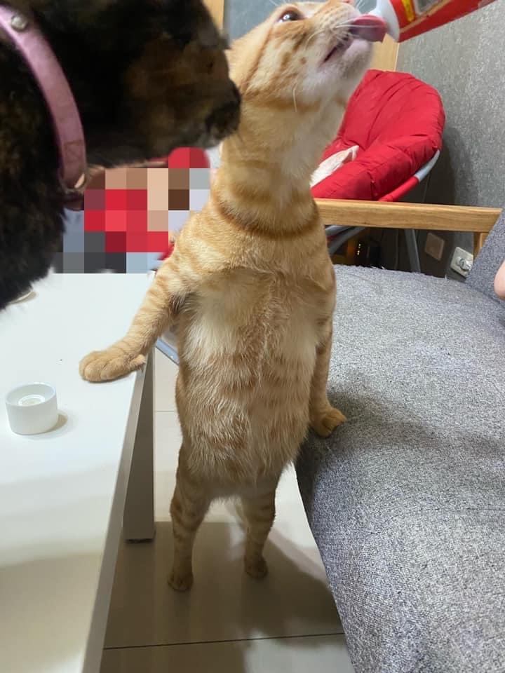 橘貓為了吃挺肚肚