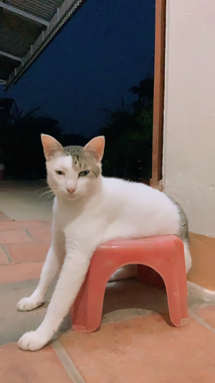 網友Cáo Ngố提供