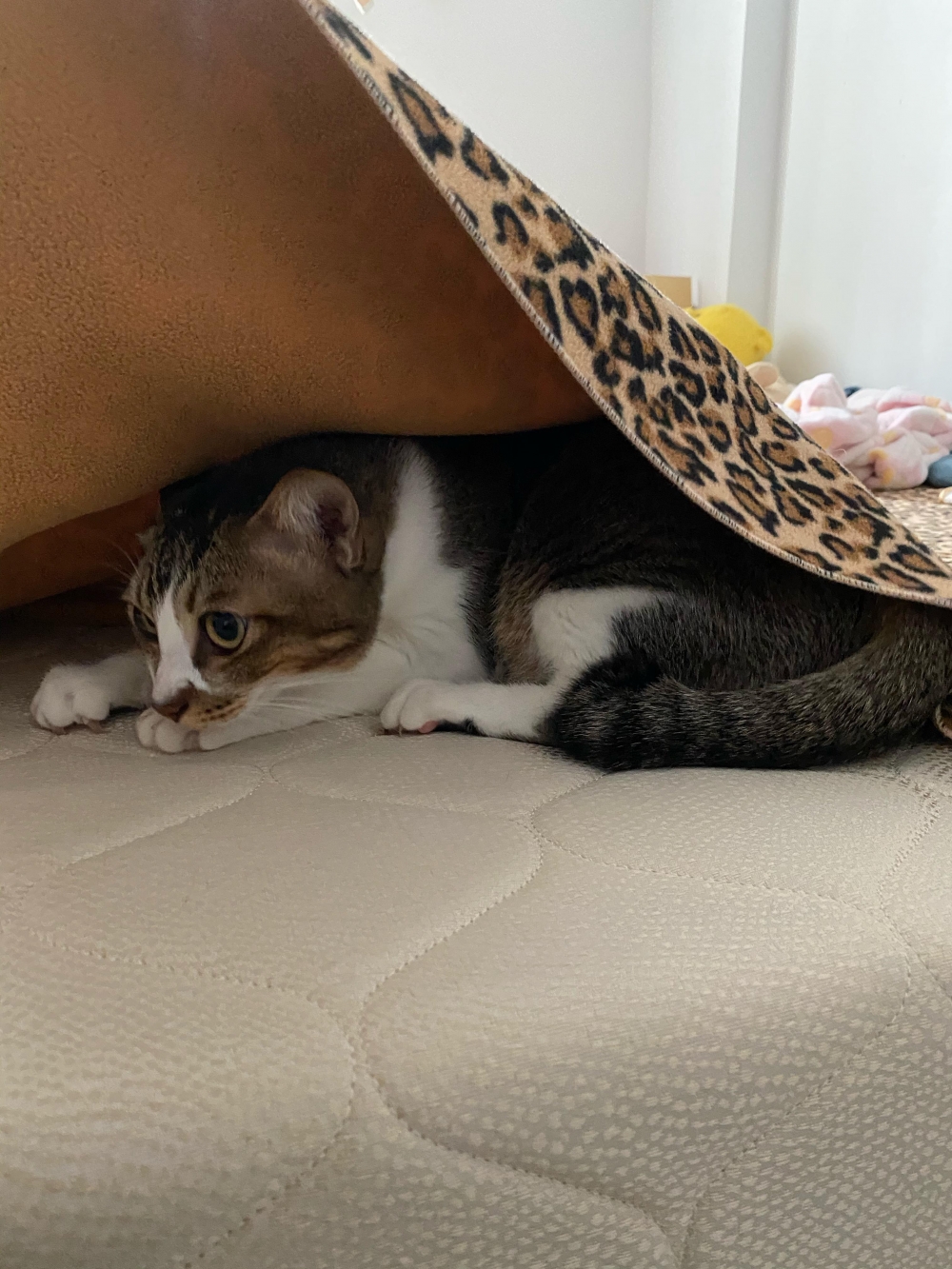 網友呂小姐提供