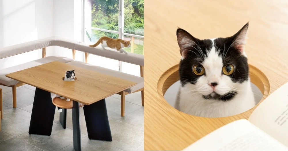 日本推特,人貓共桌,與貓同樂
