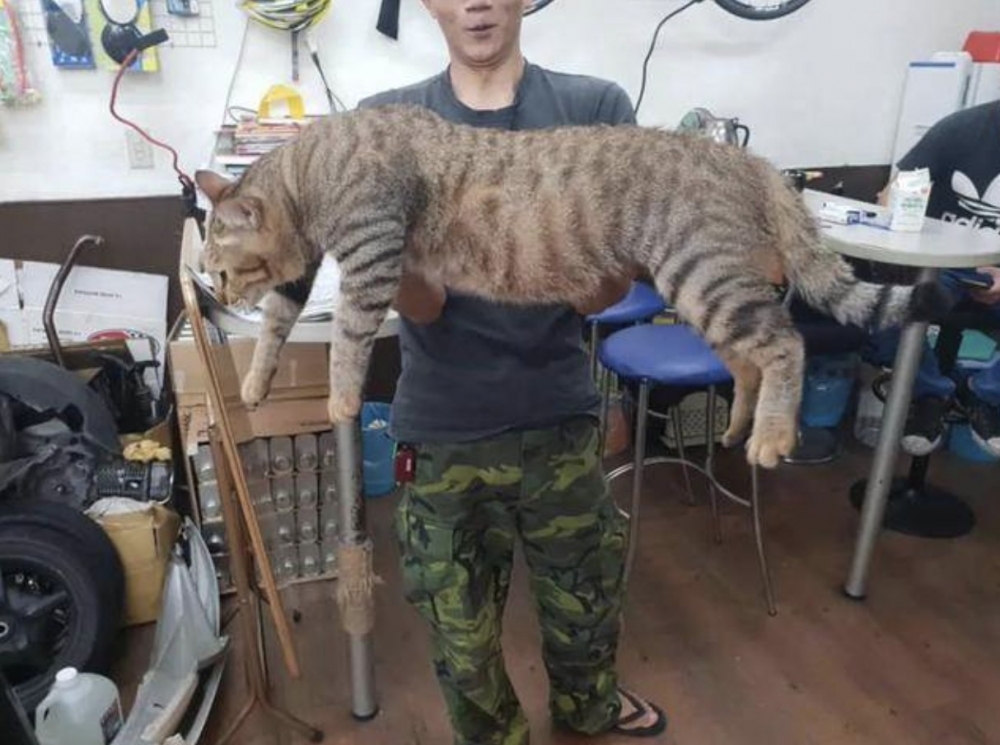 海參,便種虎斑貓,虎斑巨貓