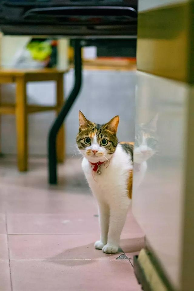 好奇的米克斯三花貓,母貓與小貓,浪貓,貓媽媽