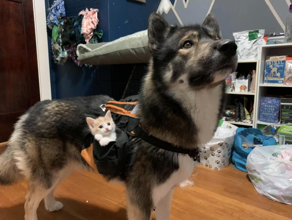 狗狗揹起貓咪,狼犬,貓咪和狗,萌寵