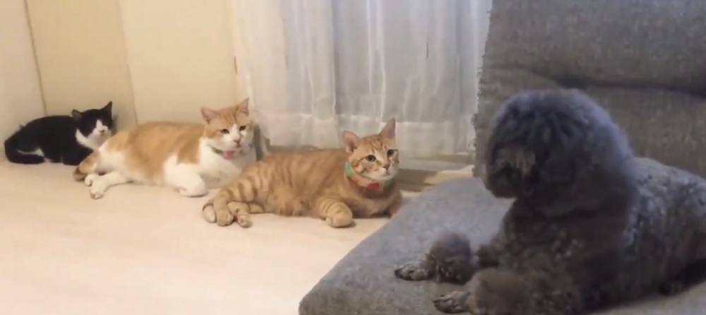 twitter @uni_mugi_hachi