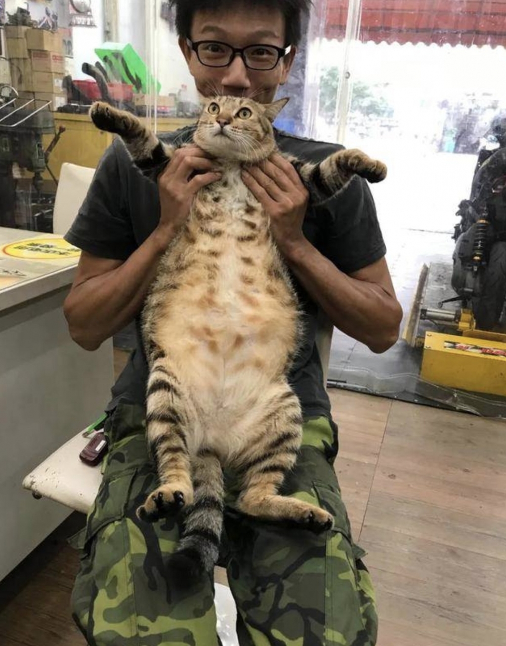 虎斑貓,巨貓,比橘貓還胖的虎斑