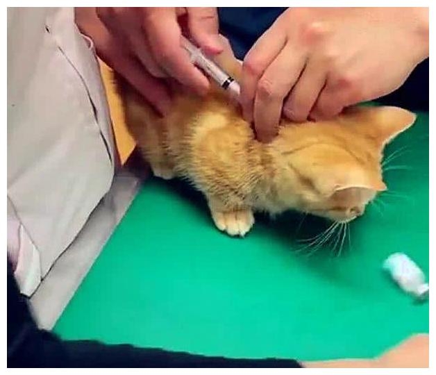 貓打疫苗注意事項