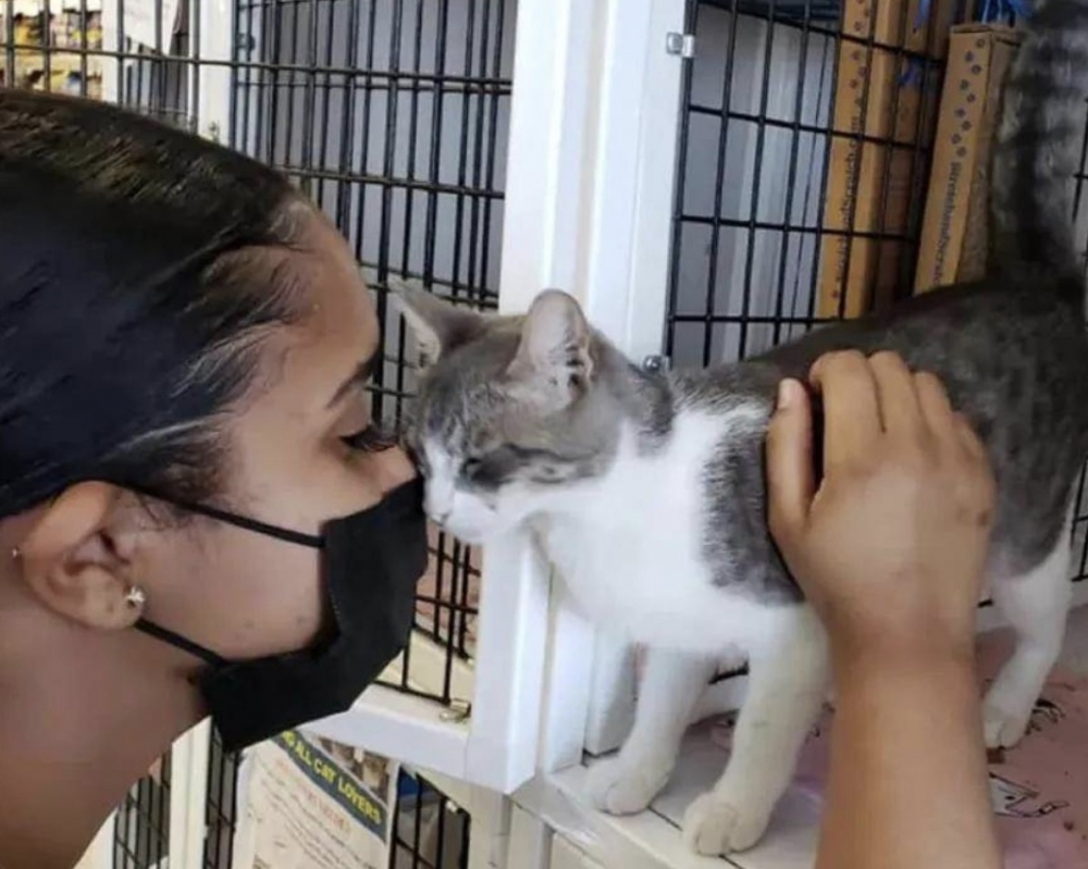 浪貓,米克斯,街貓,流浪貓