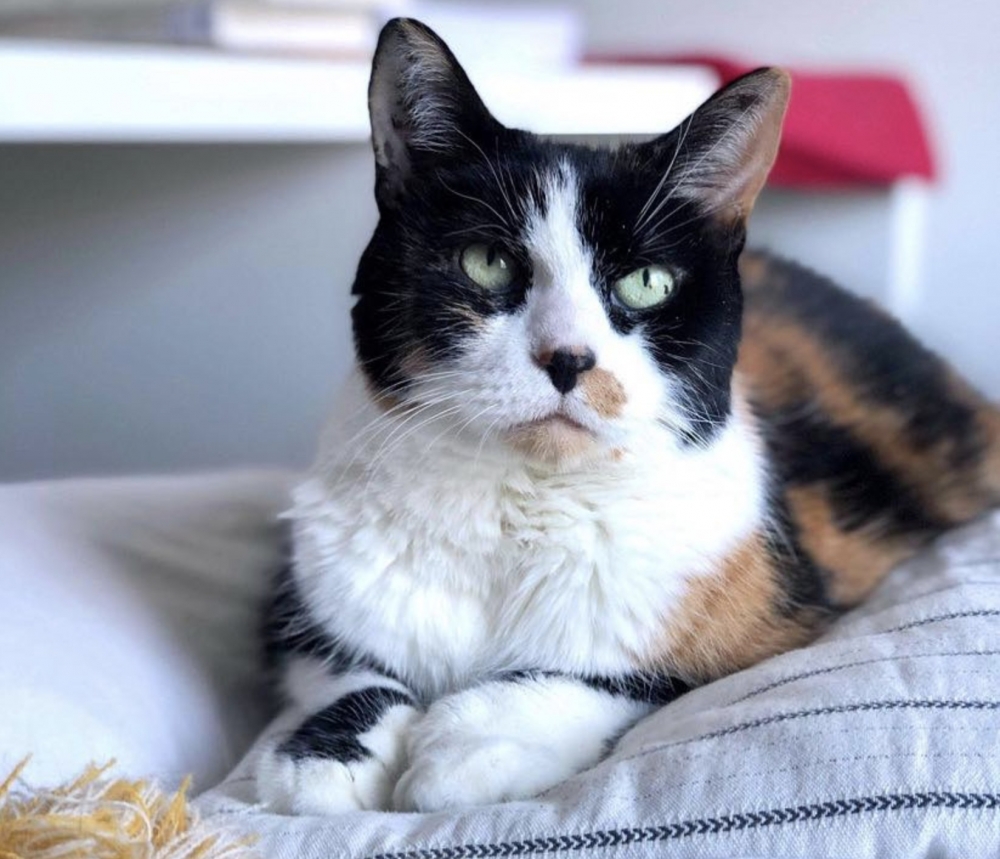 收容所貓咪,三花貓