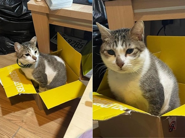 茶茶生前可愛的模樣