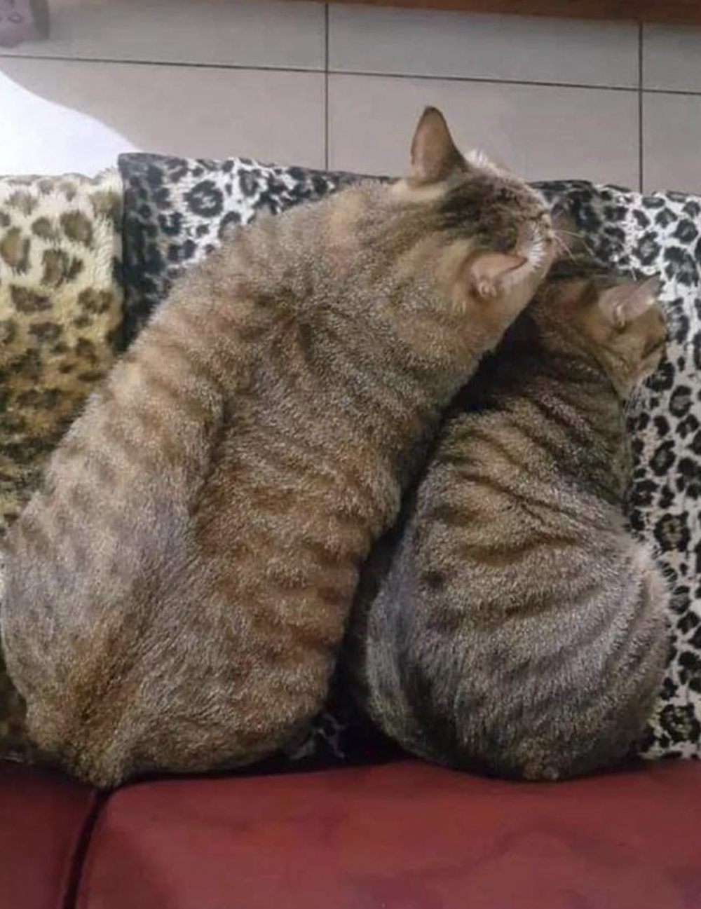 被養胖的虎斑貓