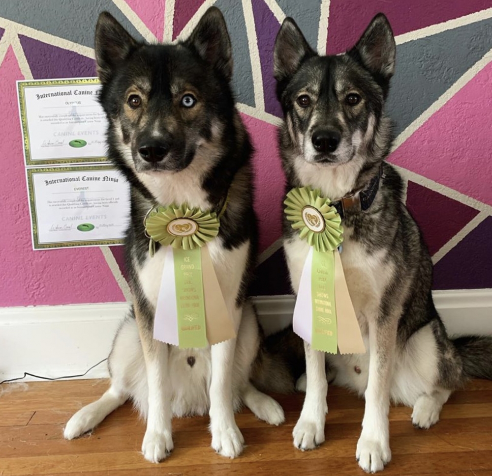 狗狗揹起貓咪,狼犬,貓咪和狗,萌寵