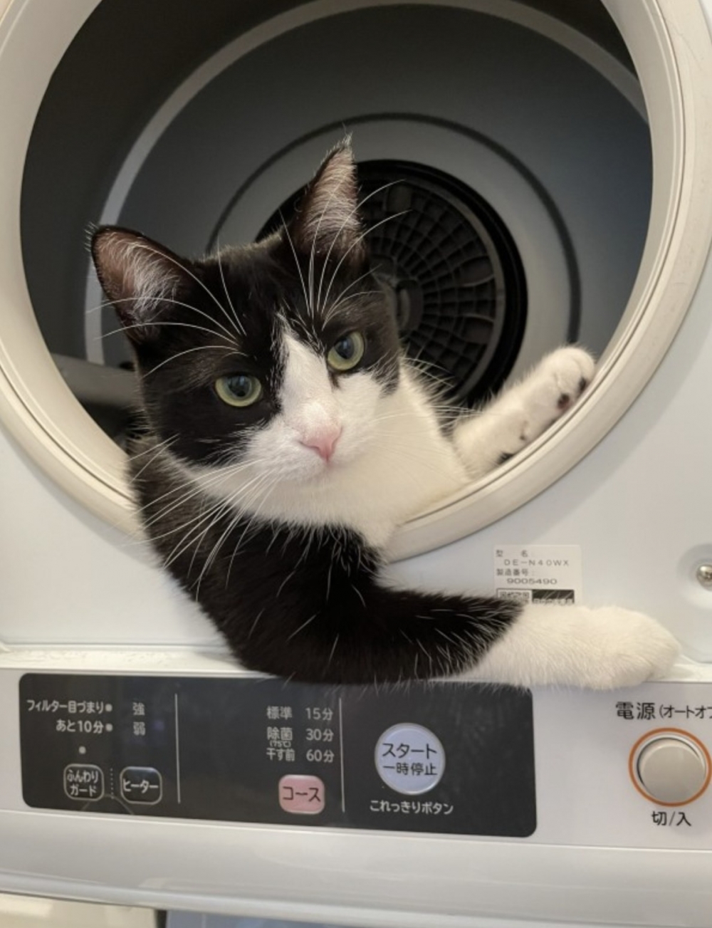 twitter ＠TsuyotsuyoNeko   