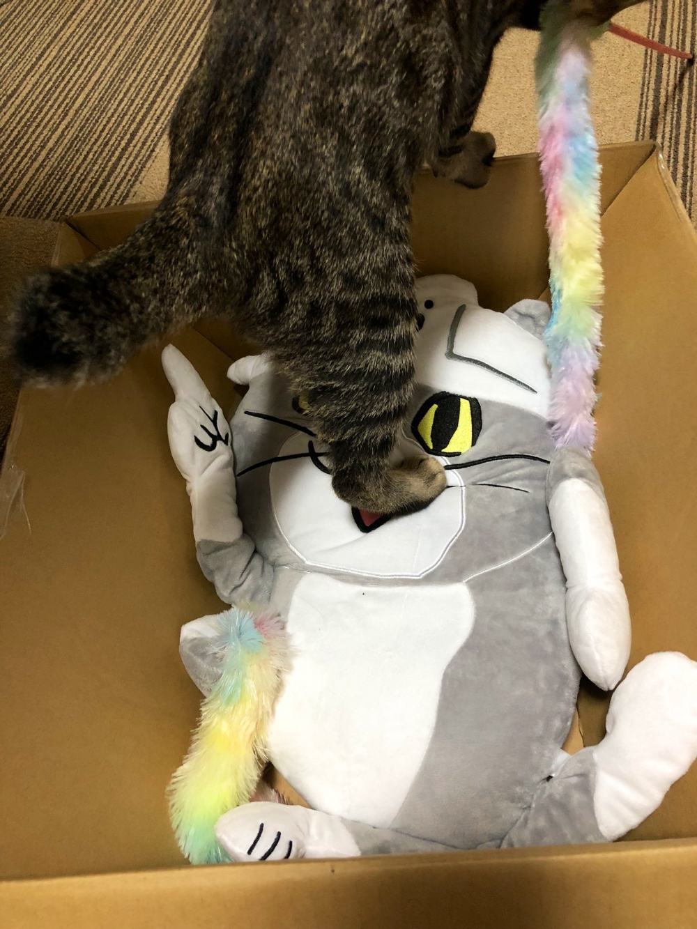 多貓家庭貓咪互打