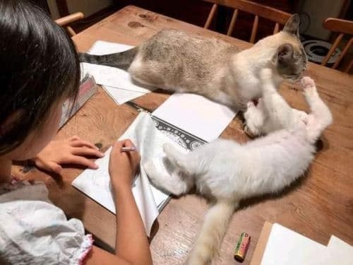 妹妹寫功課結果貓在書桌上打架