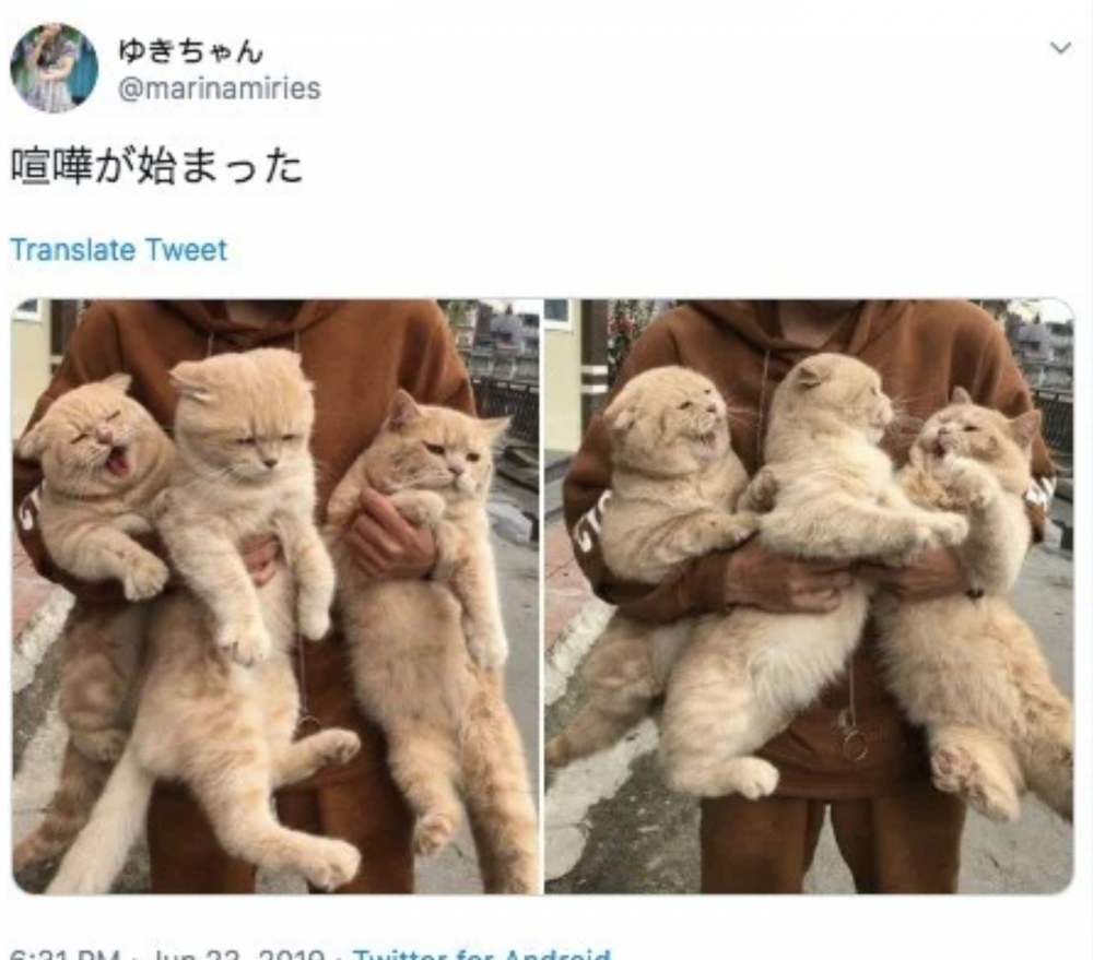 日本推主分享貓氣到吵架