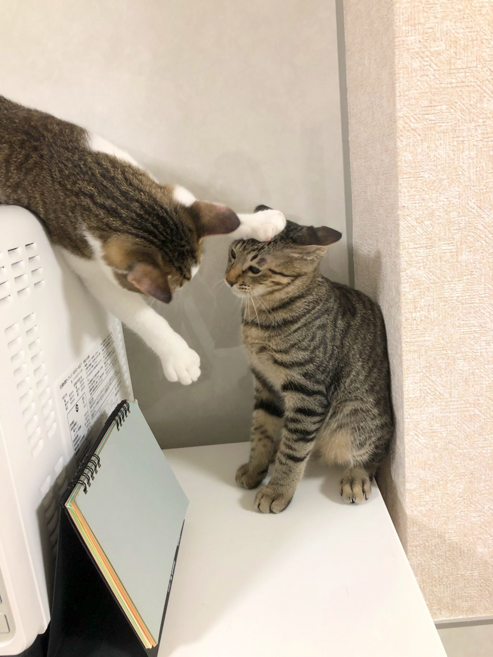 米克斯虎斑貓打頭欺負