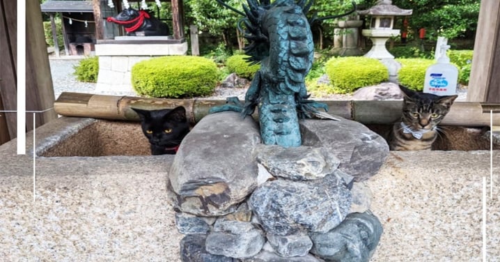 原來是許願池啊？！日本神社疫情停用水舍，意外召喚出「兩隻神獸」超兇狠
