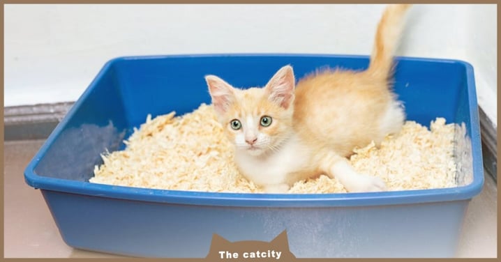 【貓軟便判斷】怎知貓有沒有拉肚子？教你看出 5 種不同等級便便！