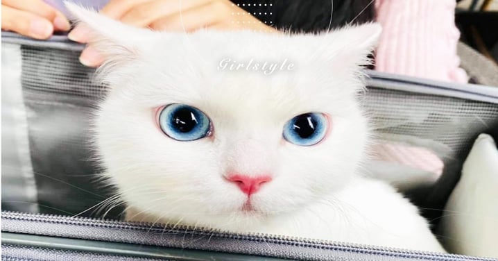 英短貓擁有「水藍大眼」！絕世美顏媲美模特，驚豔眾多貓奴：「被心臟爆擊惹！」