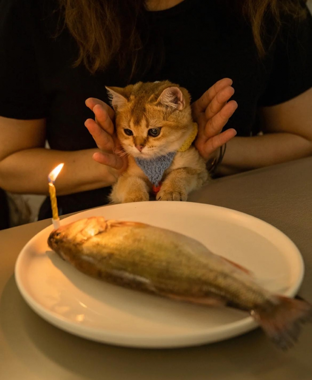 主人準備生日驚喜,主人送一條魚,英短貓好驚訝