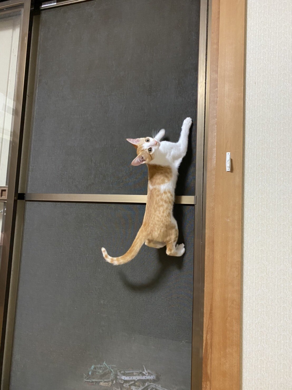 twitter ＠lili_mdoki