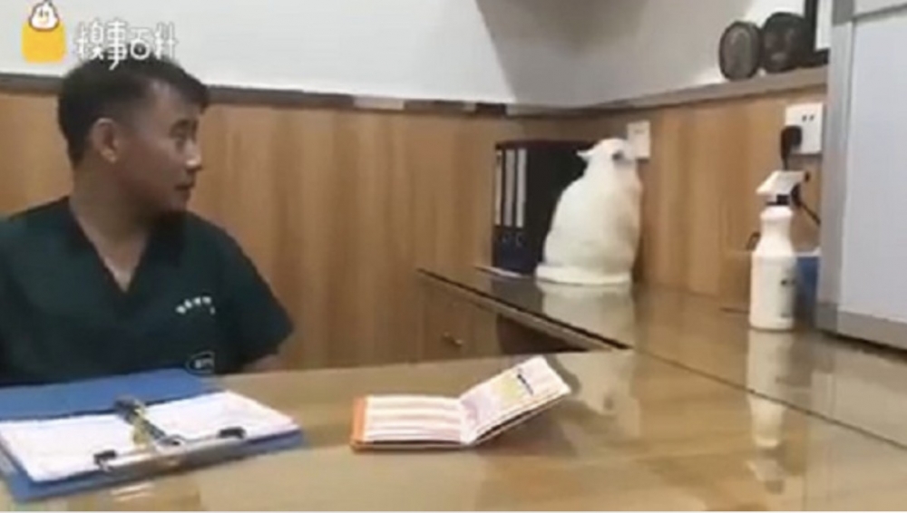 貓去看醫生怕打針不敢看,貓打疫苗