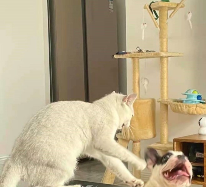 法鬥被白貓打臉還超搞笑