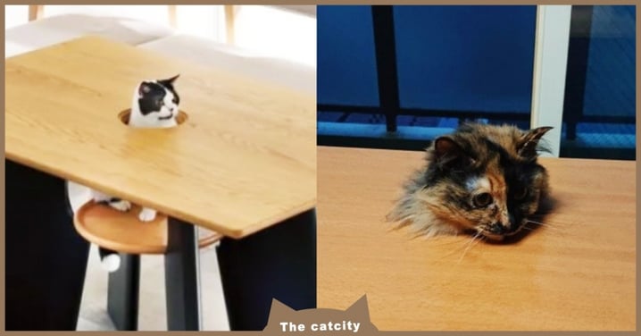 「貓賣萌桌」爆紅！日本推主「改造家桌」讓貓試玩，網友笑翻：好像斷頭台...