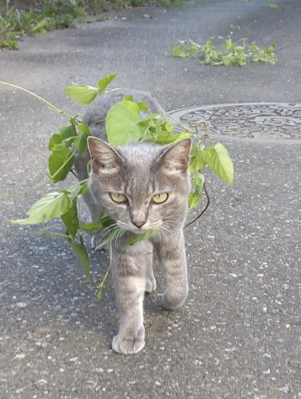 twitter @koebi_koimo