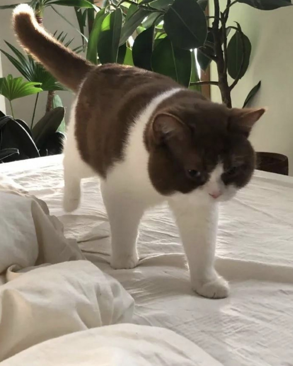 每天都會叫醒主人的英短貓