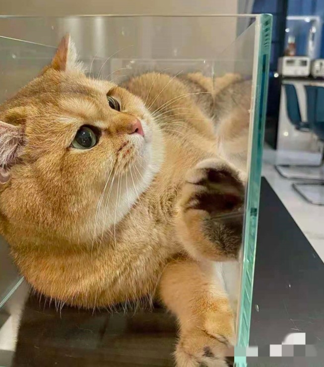 貓咪喜歡狹小的地方