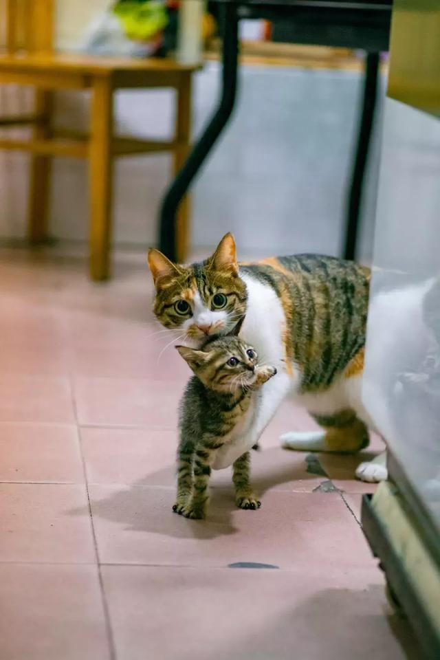 好奇的米克斯三花貓,母貓與小貓,浪貓,貓媽媽