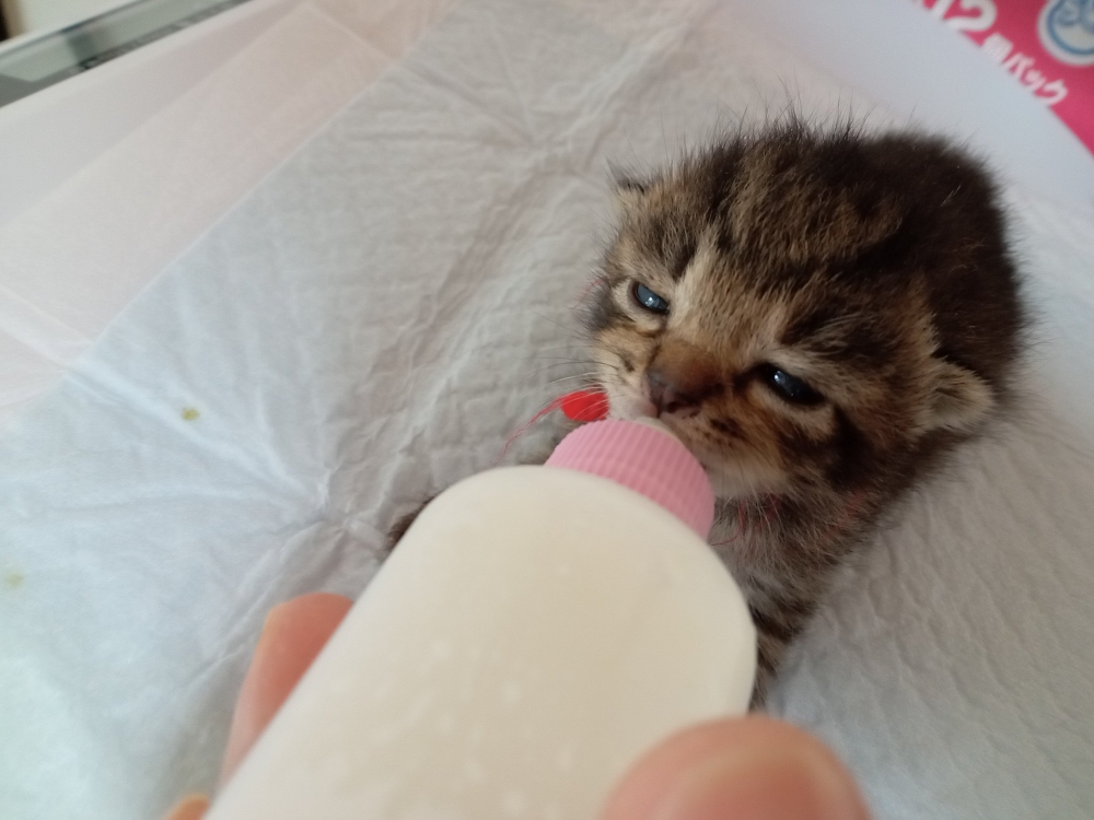 twitter @Spaykitaq