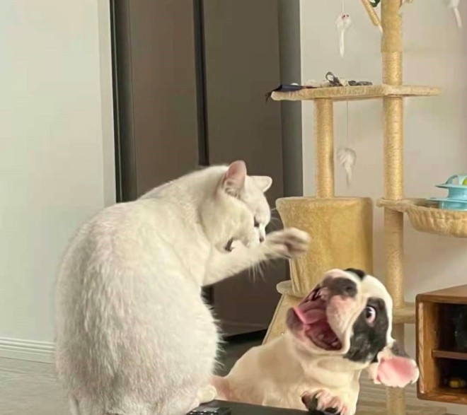 法鬥故意惹白貓生氣被揍