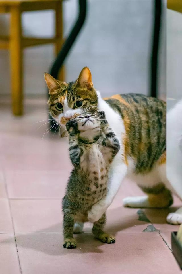 好奇的米克斯三花貓,母貓與小貓,浪貓,貓媽媽