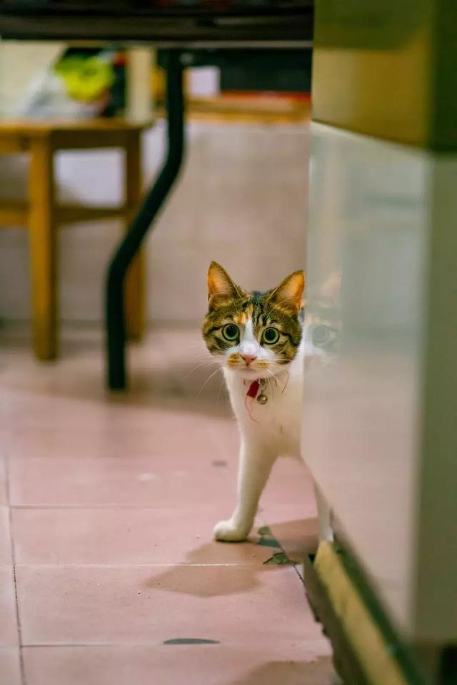 好奇的米克斯三花貓,浪貓,貓媽媽