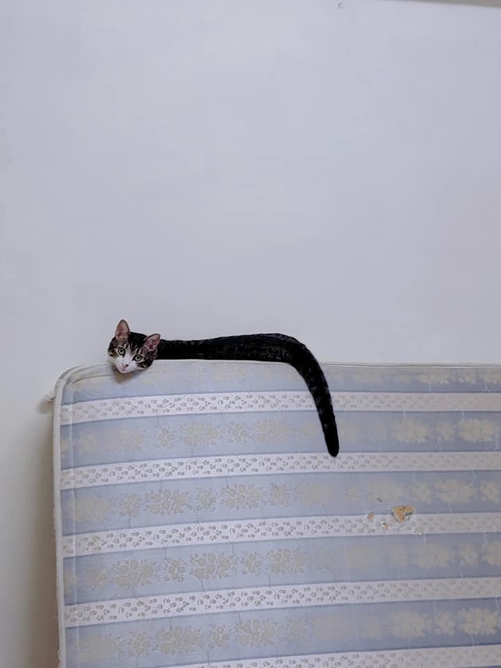 網友藍赫晴小姐提供