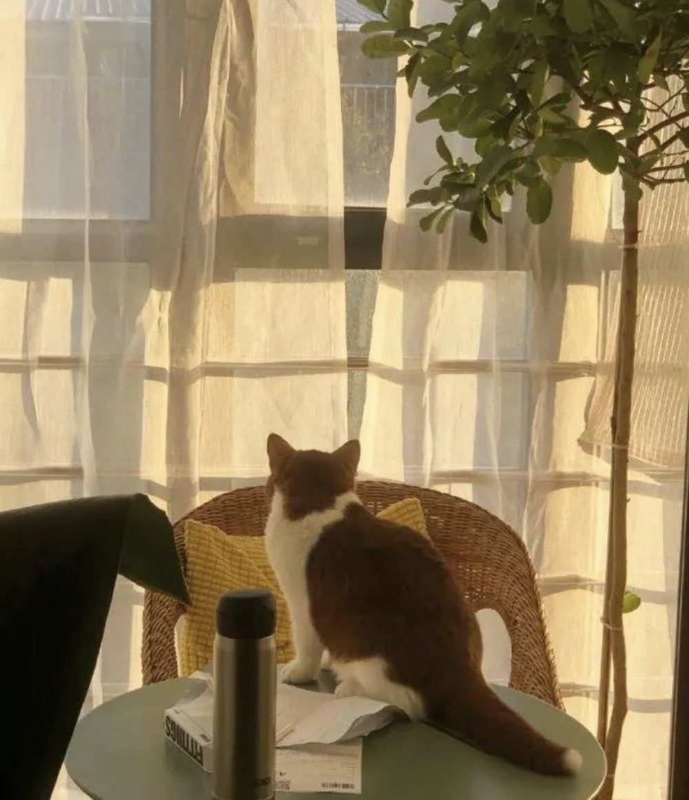 躺在床上的咖啡色英短貓