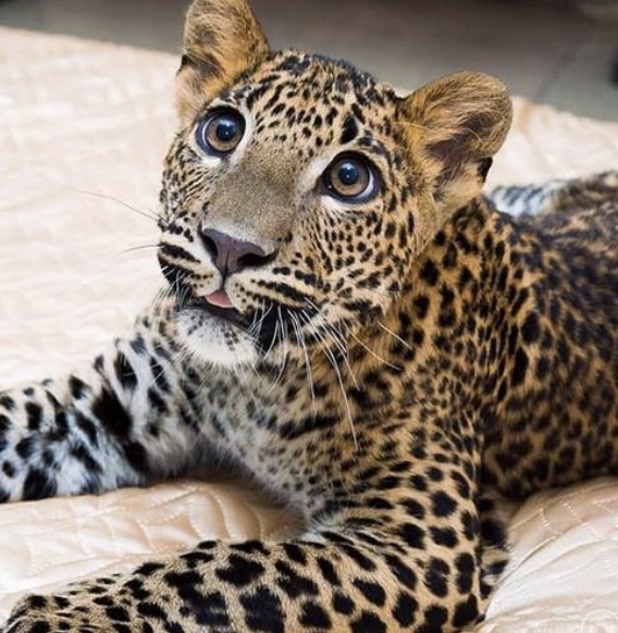 截圖 2021-08-05 下午5.58.33