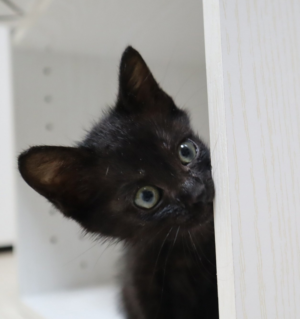 twitter @Spaykitaq