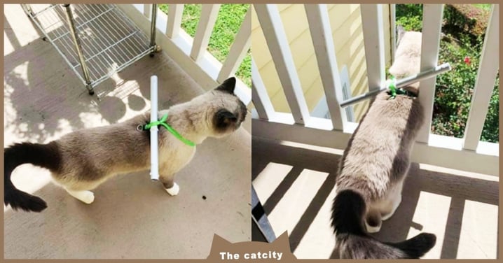 網友發明「封印神器」防止貓從陽台逃跑，喵喵傻眼：偶變胖了嗎？！