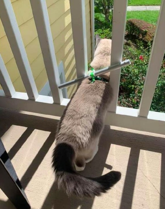 陽台安全防護,貓咪居家防護