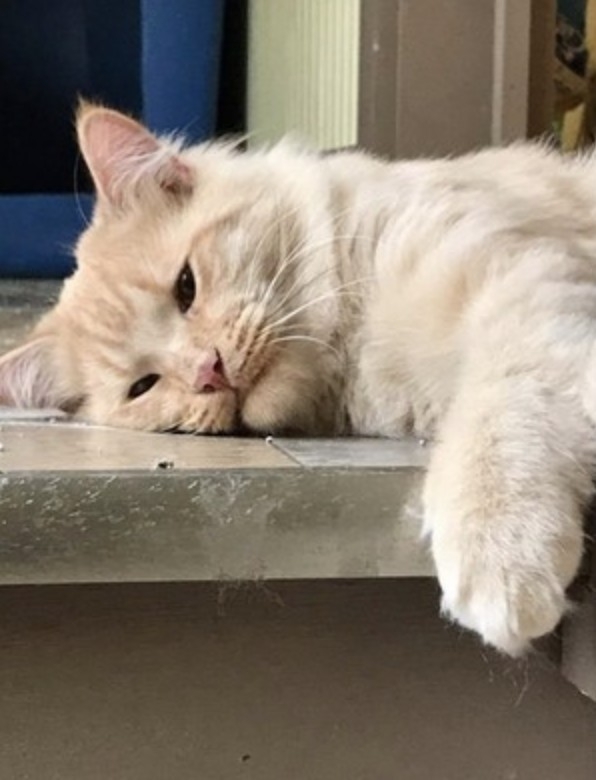 Here Kitty Kitty Rescue