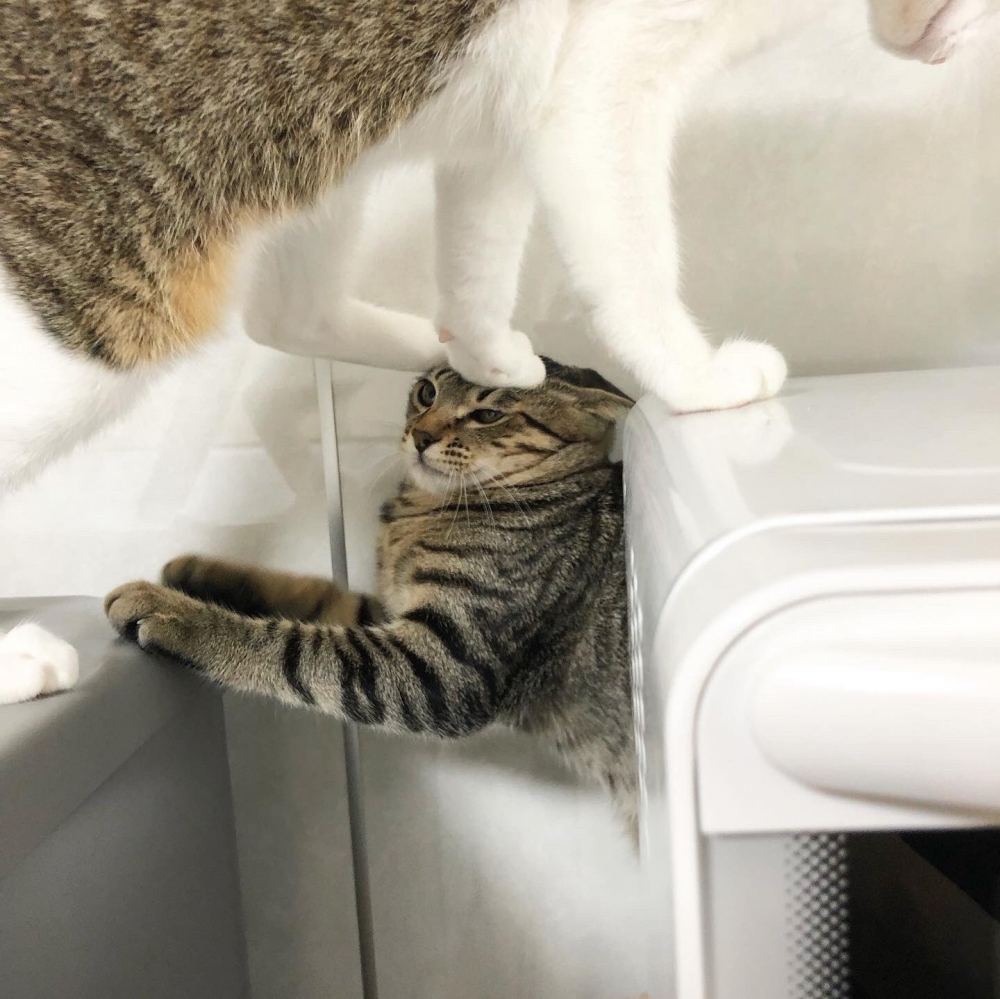 欺負貓貓的米克斯虎斑